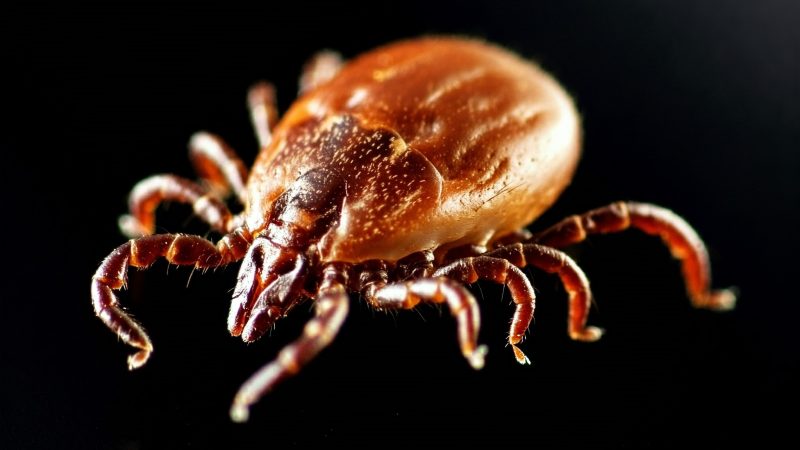 boererate vir bosluiskoors