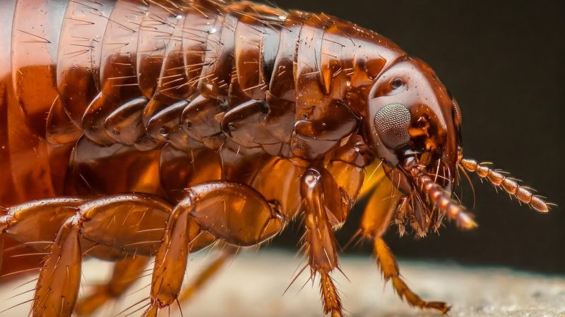 Boererate vir Vlooie: Natuurlike Maniere om van Vlooie Ontslae te Raak